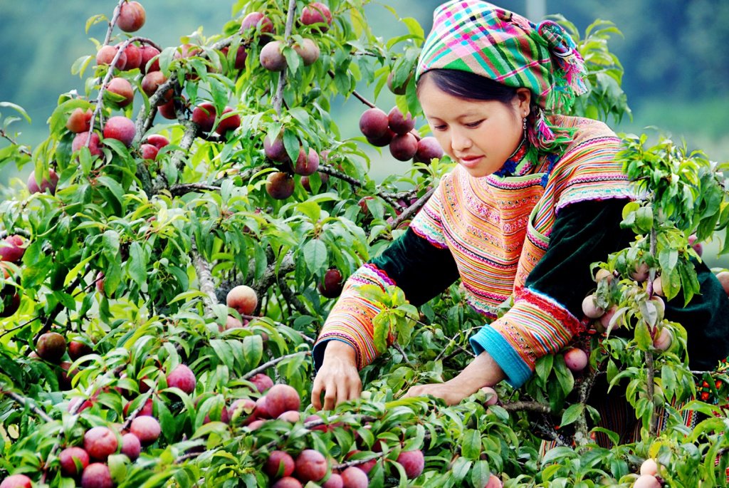 TOUR DU LỊCH MỘC CHÂU 3 NGÀY 2 ĐÊM