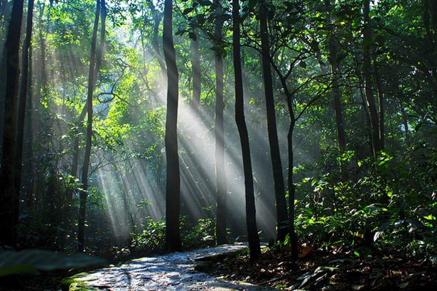 TOUR DU LICH VUON QUOC GIA BA VI 1 NGAY