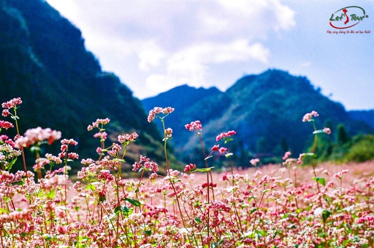 TOUR GHEP HA GIANG HOANG XU PHI XIN MAN 4 NGAY 3 DEM