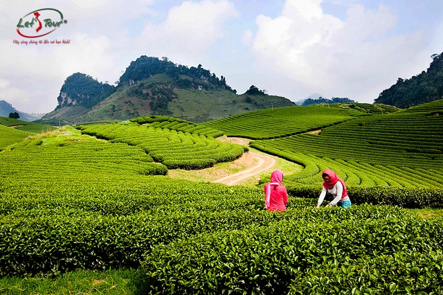 DU LỊCH MỘC CHÂU
