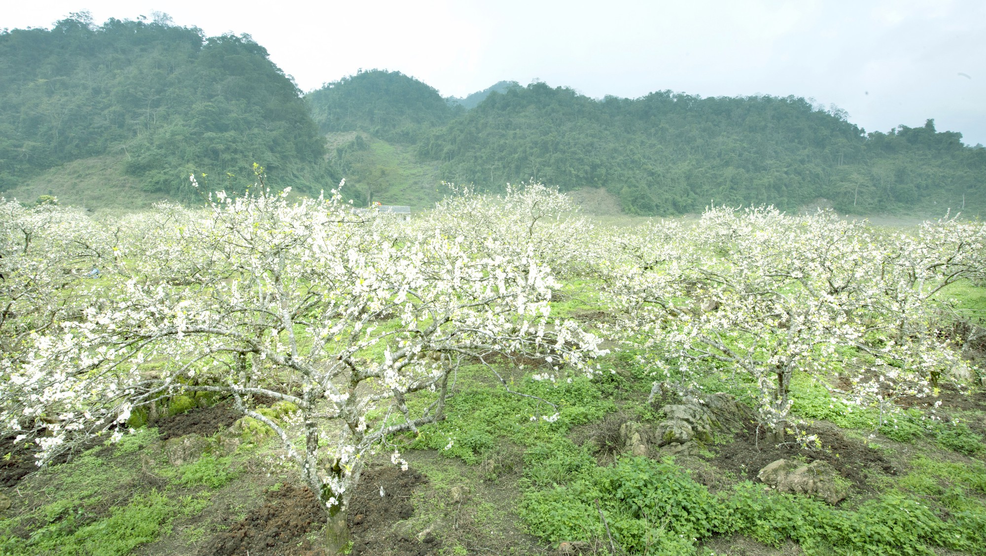 TOUR GHEP MOC CHAU 2 NGAY 1 DEM 