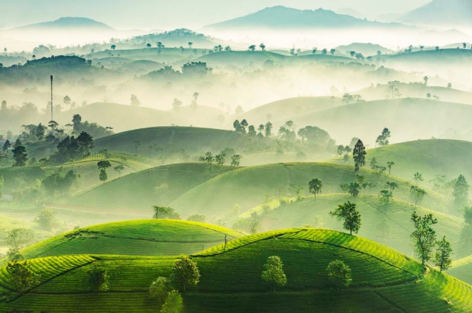 ĐỒI CHÈ LONG CỐC ỐC ĐẢO ĐẸP NHẤT VIỆT NAM