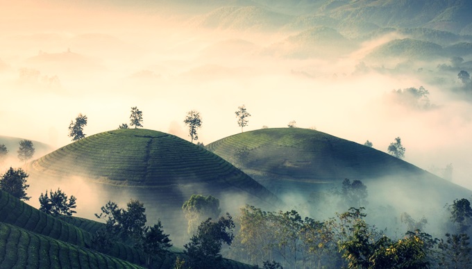 ĐỒI CHÈ LONG CỐC ỐC ĐẢO ĐẸP NHẤT VIỆT NAM