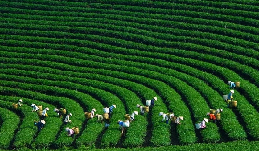 Du lich Moc Chau – Ta Xua 3 ngay 2 dem