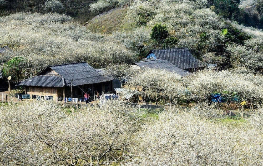 TOUR DU LỊCH MỘC CHÂU - VIÊNG XAY - SẦM NƯA 3 NGÀY 2 ĐÊM
